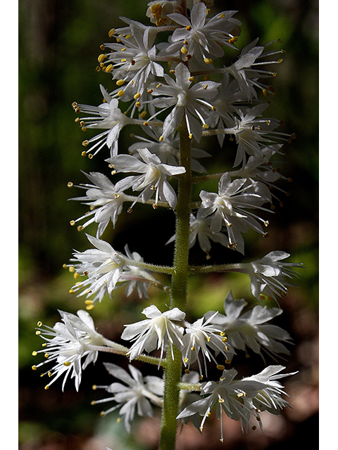 Tiarella cordifolia (Heartleaf foamflower) #88647