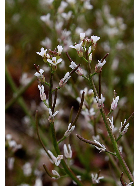 Sibara virginica (Virginia winged rockcress) #88655