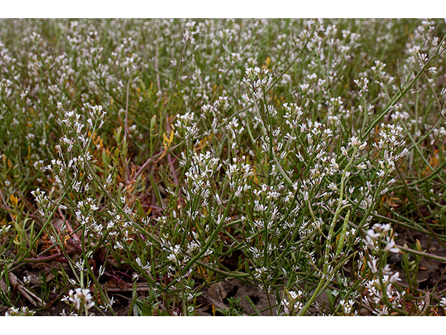 Sibara virginica (Virginia winged rockcress) #88656