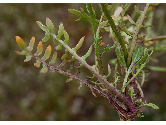 Sibara virginica (Virginia winged rockcress) #88657