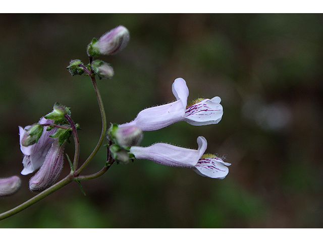 Penstemon laxiflorus (Nodding penstemon) #90260