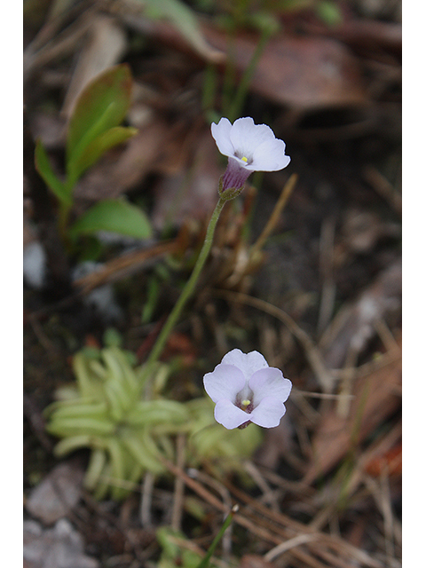 Pinguicula pumila (Small butterwort) #90261