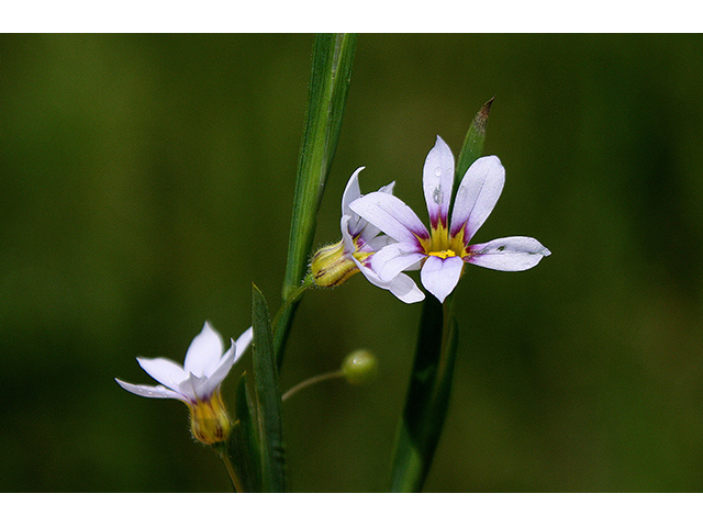 Sisyrinchium rosulatum (Annual blue-eyed grass) #90263