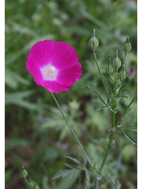 Callirhoe leiocarpa (Tall poppymallow) #90272