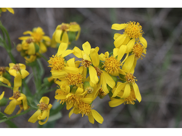 Senecio ampullaceus (Texas ragwort) #90278