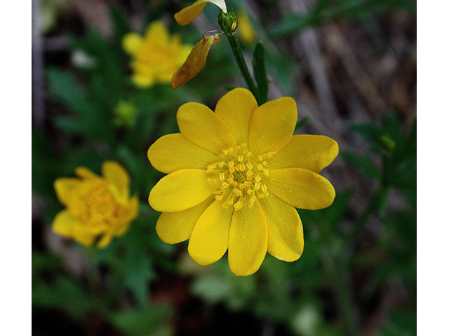 Ranunculus macranthus (Large buttercup) #90289