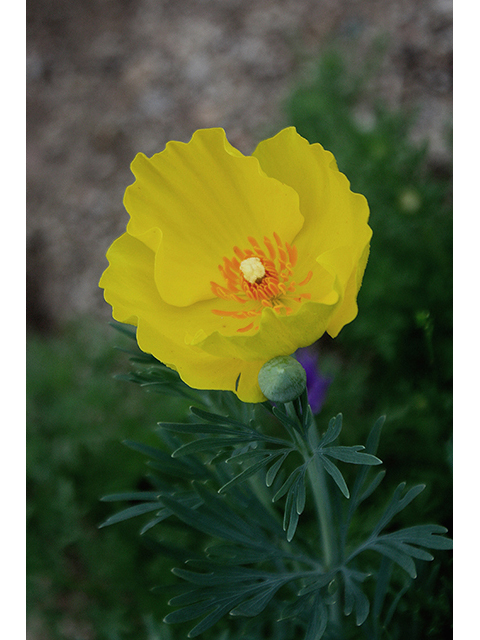 Hunnemannia fumariifolia (Mexican tulip poppy) #90310