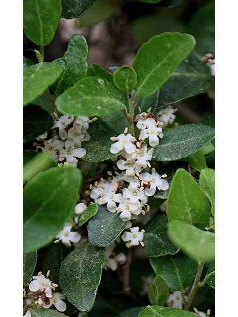 Ilex vomitoria (Yaupon) #90319