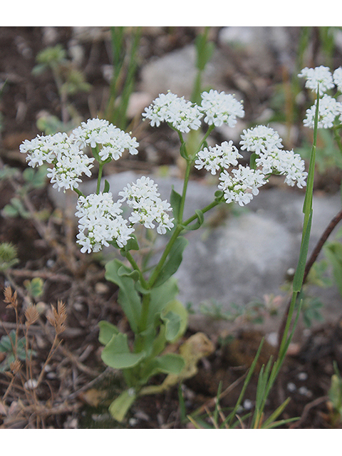 Valerianella amarella (Hairy cornsalad) #90324