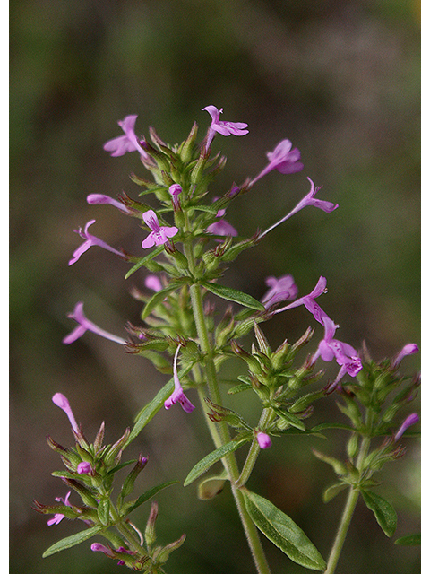 Hedeoma acinoides (Slender false pennyroyal) #90341