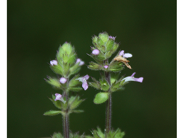 Stachys crenata (Mousesear) #90355