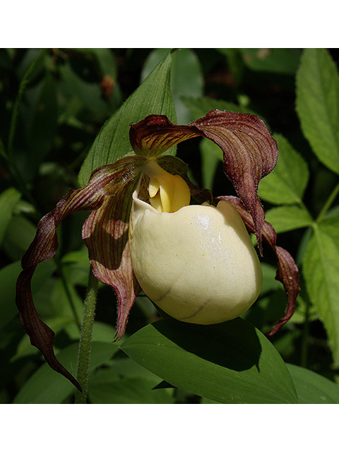 Cypripedium kentuckiense (Southern lady's-slipper) #90369