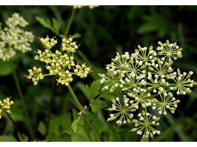 Thaspium barbinode (Hairy-jointed meadowparsnip) #90374