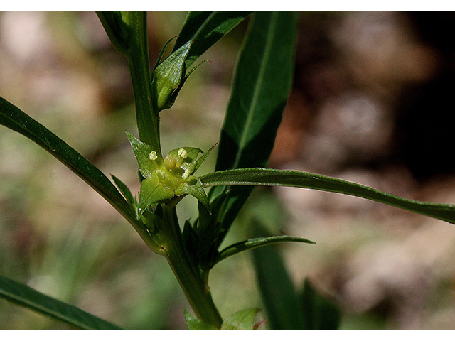 Ludwigia polycarpa (Manyfruit primrose-willow) #90430