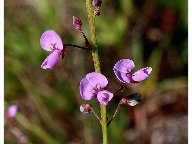 Desmodium ciliare (Hairy small-leaf ticktrefoil ) #90434