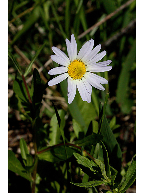 Astranthium integrifolium (Entireleaf western daisy) #90443