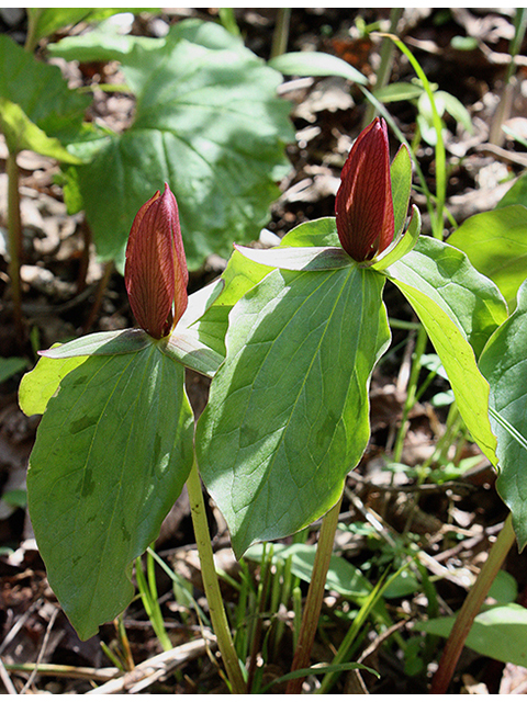 Trillium sessile (Toadshade) #90449