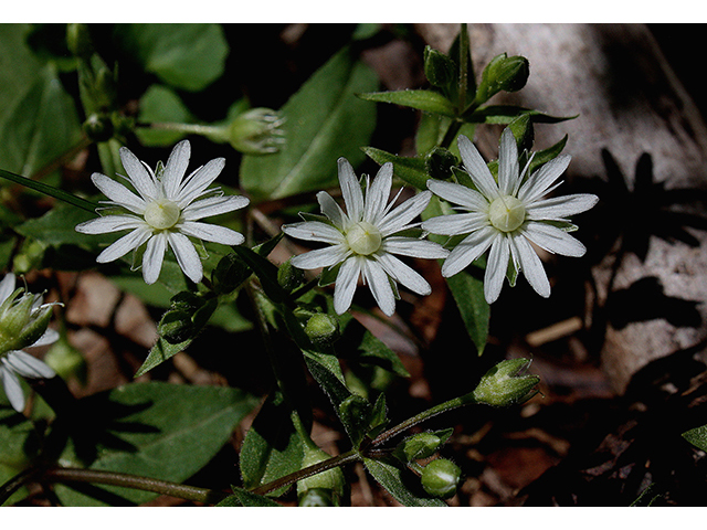 Stellaria pubera (Star chickweed) #90450