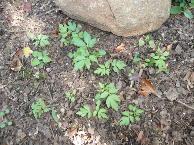 Phacelia bipinnatifida (Fernleaf phacelia) #30230