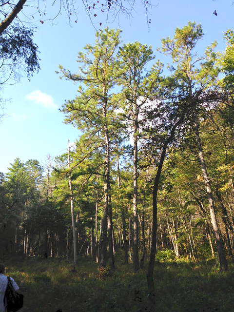 Pinus rigida (Pitch pine) #36276