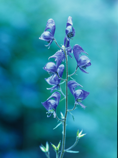 Aconitum columbianum (Columbian monkshood) #21146