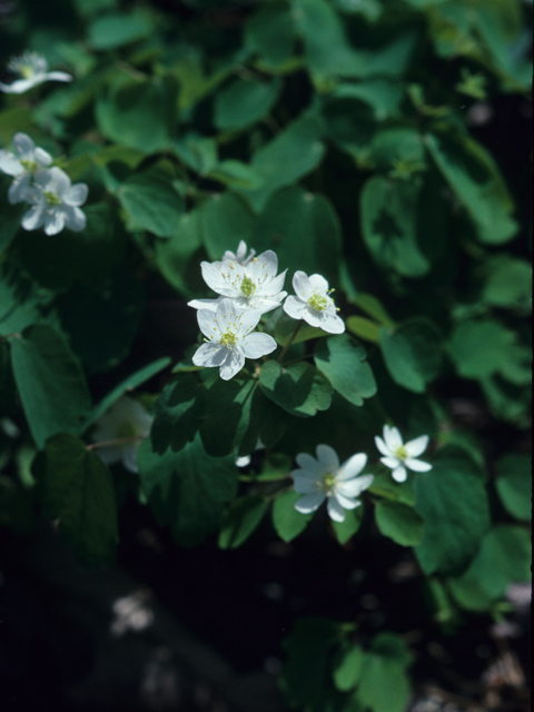 Thalictrum thalictroides (Rue anemone) #21292