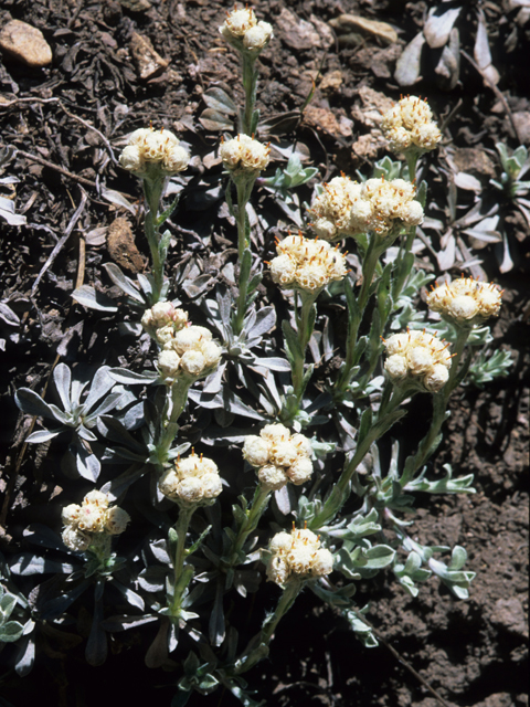 Antennaria microphylla (Littleleaf pussytoes) #21303