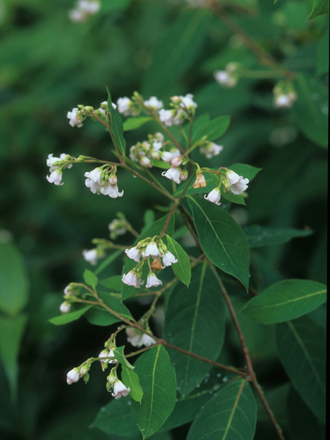 Apocynum androsaemifolium (Spreading dogbane) #21311