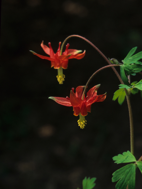 Aquilegia formosa (Western columbine) #21334