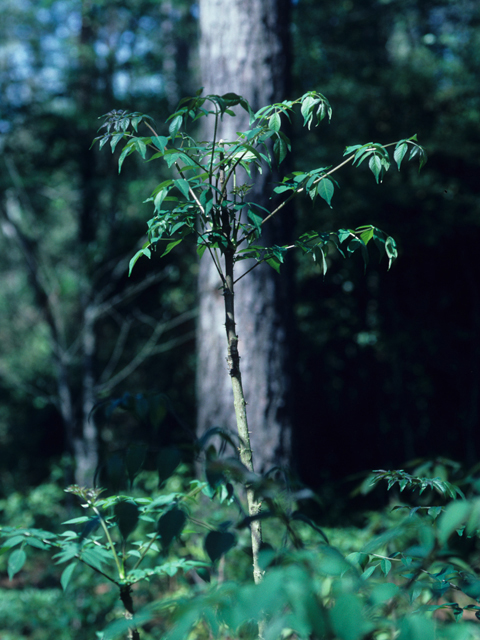 Aralia spinosa (Devil's walking stick) #21345