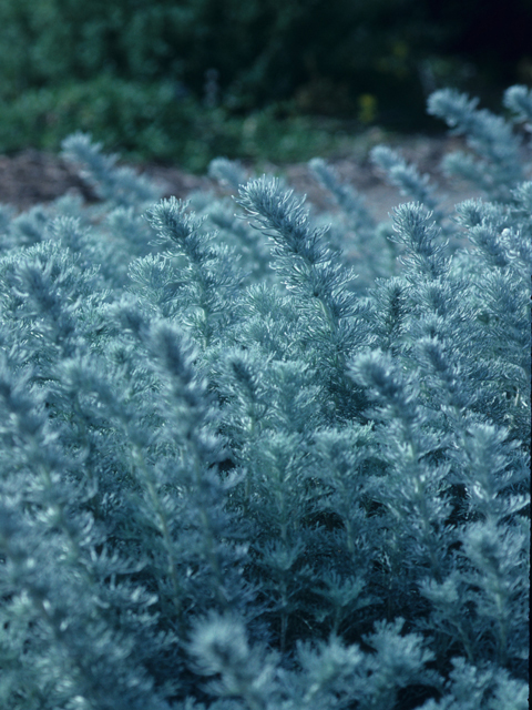 Artemisia pycnocephala (Beach sagebrush) #21405