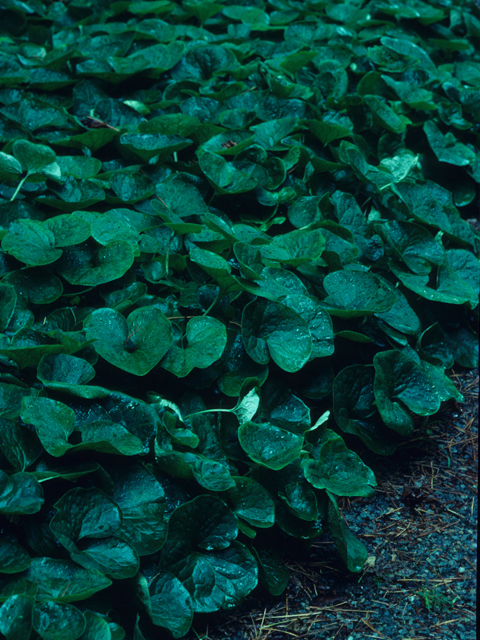 Asarum canadense (Canadian wild ginger) #21411