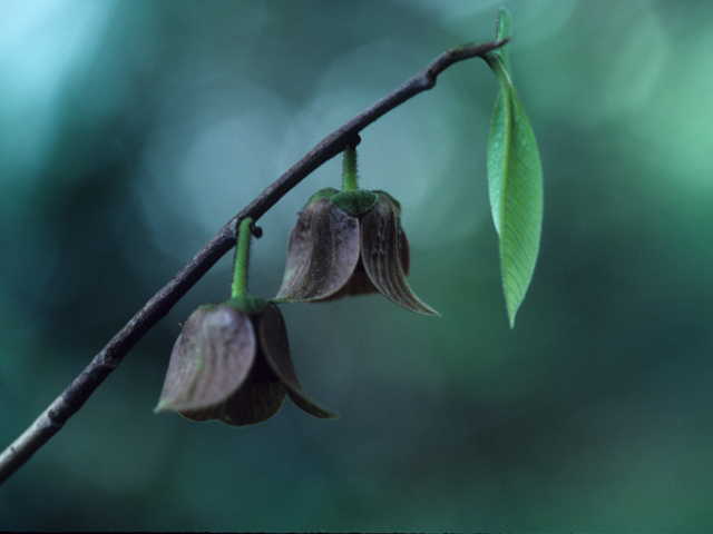 Asimina triloba (Pawpaw) #21457