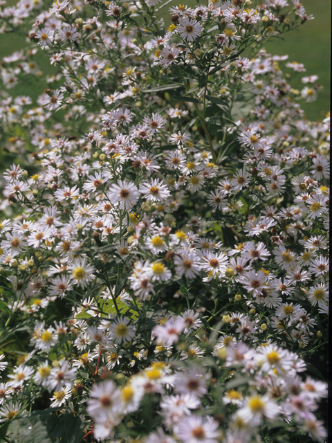 Symphyotrichum lanceolatum (Whitepanicle aster) #21488