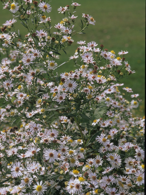 Symphyotrichum lanceolatum (Whitepanicle aster) #21489