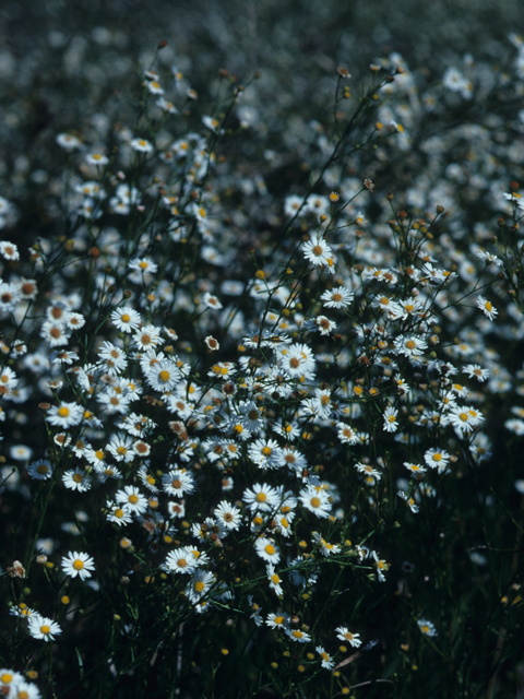 Symphyotrichum expansum (Southwestern annual saltmarsh aster) #21492