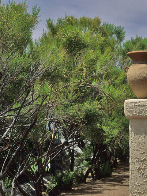 Baccharis sarothroides (Desert broom) #21514