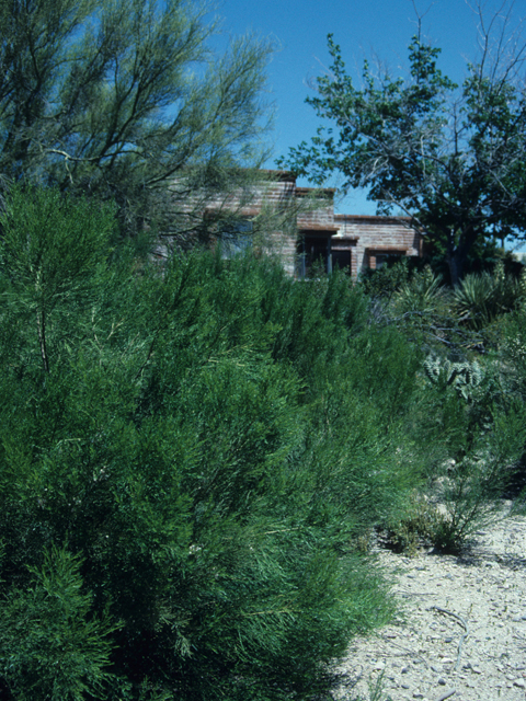 Baccharis sarothroides (Desert broom) #21516