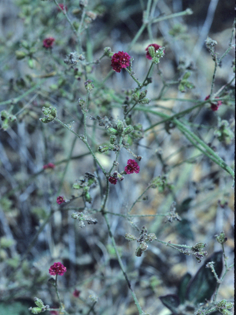 Boerhavia coccinea (Scarlet spiderling) #21578