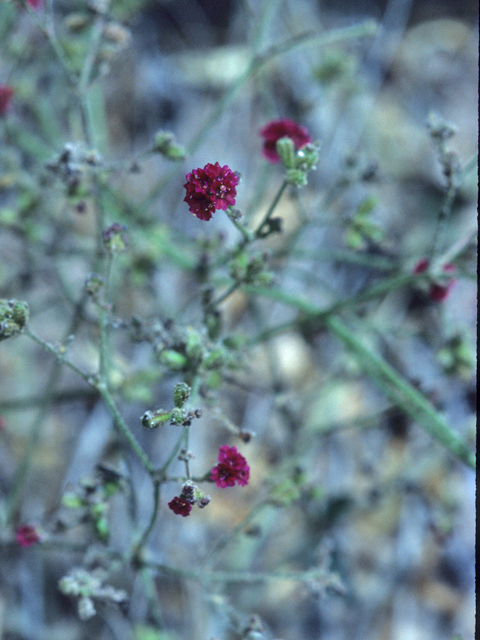 Boerhavia coccinea (Scarlet spiderling) #21579