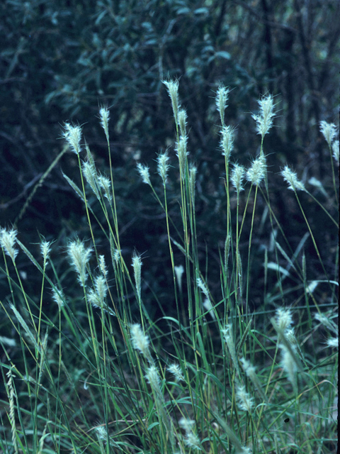 Bothriochloa barbinodis (Pinhole bluestem) #21582