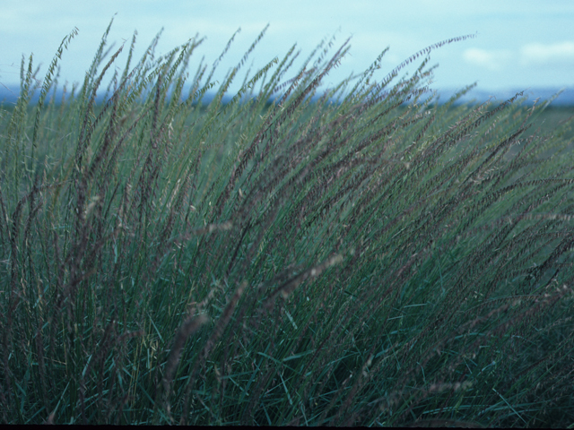 Bouteloua curtipendula (Sideoats grama) #21587