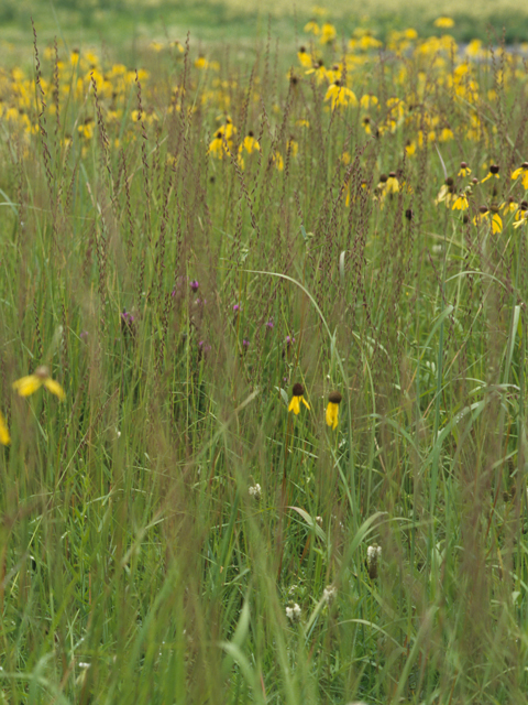 Bouteloua curtipendula (Sideoats grama) #21589