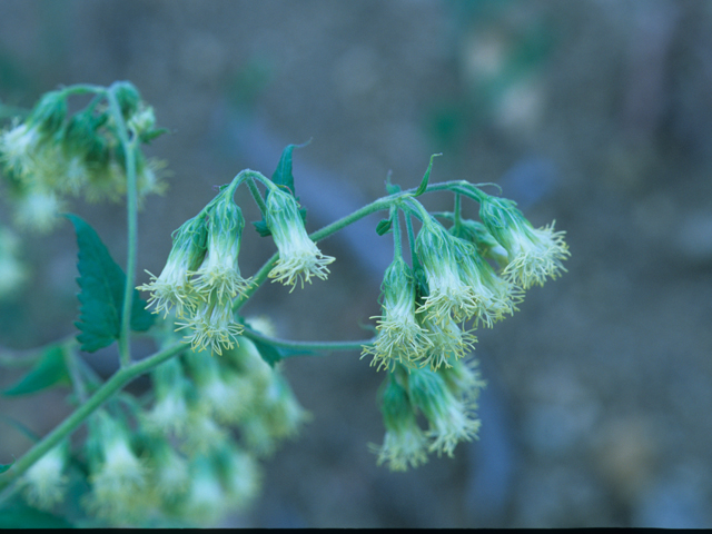 Brickellia grandiflora (Tasselflower brickellbush) #21610