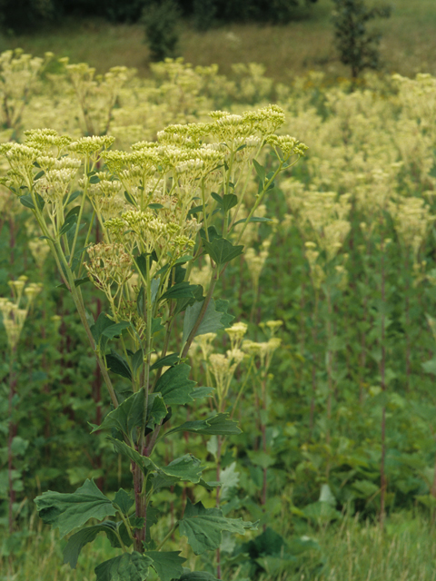 Arnoglossum atriplicifolium (Pale indian plantain) #21647