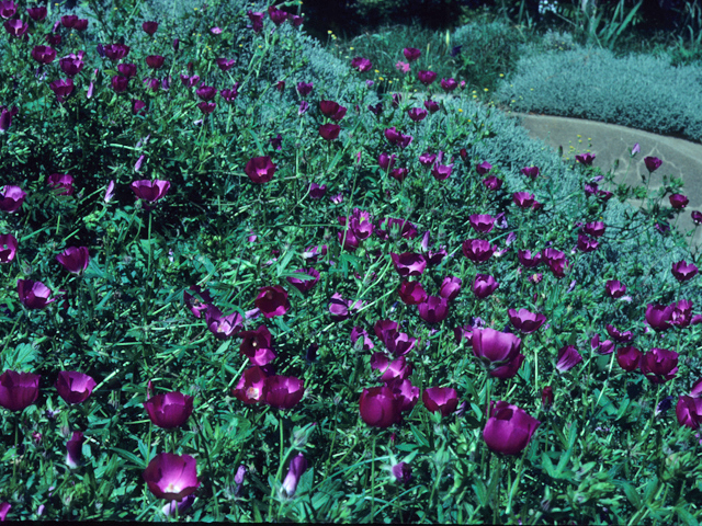 Callirhoe involucrata (Winecup) #21687