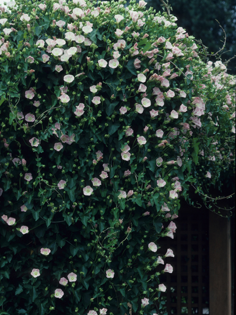 Calystegia purpurata (Pacific false bindweed) #21717