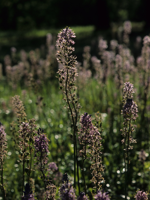 Camassia scilloides (Atlantic camas) #21720