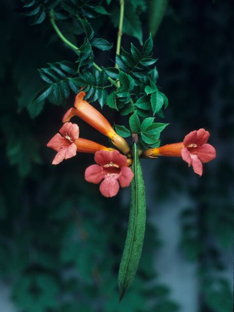 Campsis radicans (Trumpet creeper) #21735