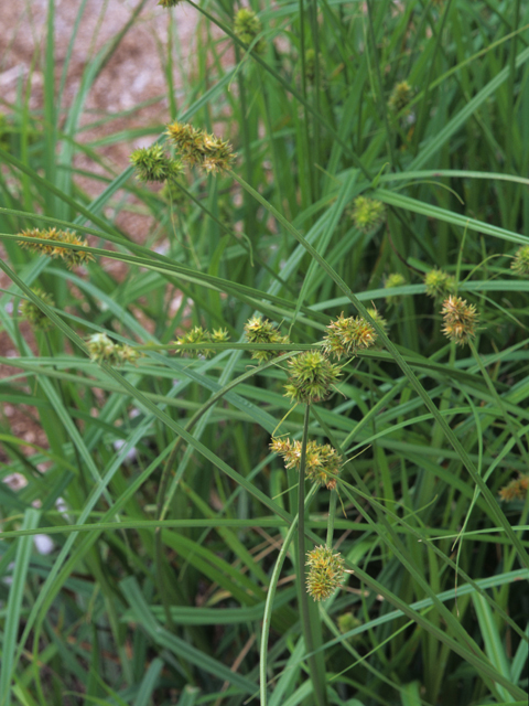 Carex alopecoidea (Foxtail sedge) #21743